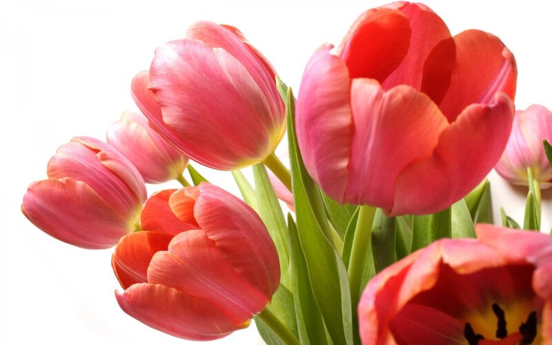 Pink Tulip Bouquet — Calm, Photograph, Green Stems, White Background
