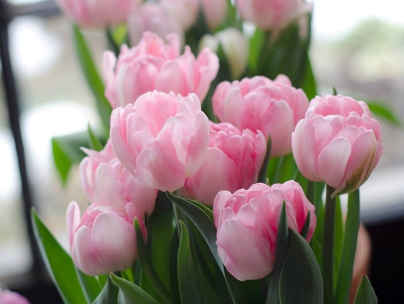 Pink Tulip Bouquet — Calm, Spring, Photograph, Green Leaves, Window