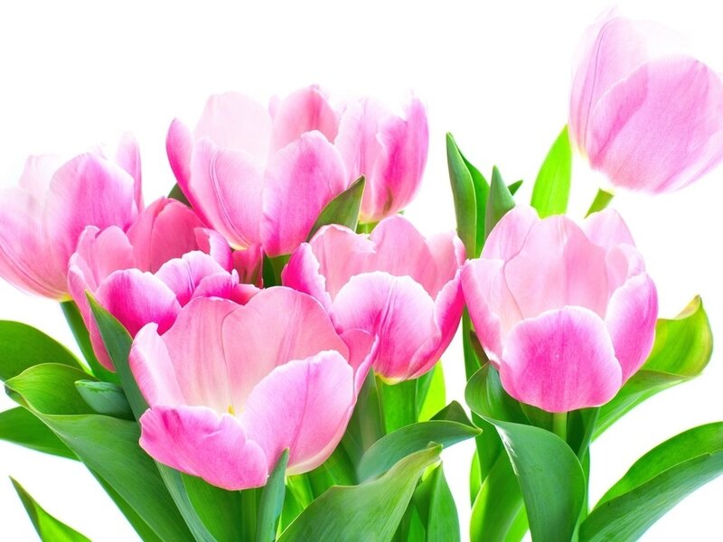 Pink Tulip Bouquet — Calm, Spring, Photograph