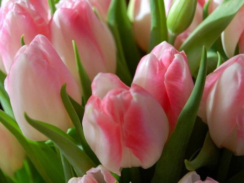 Pink Tulip Bouquet — Calm, Spring