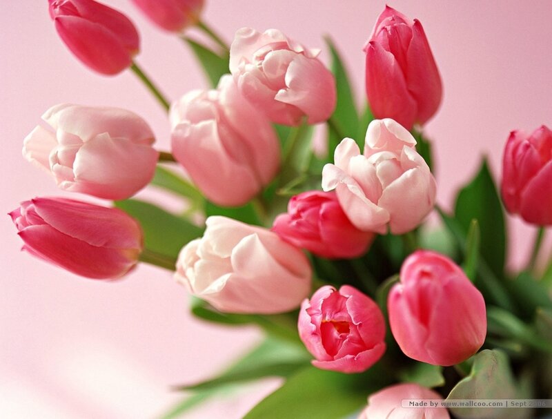 Pink Tulip Bouquet — Calm