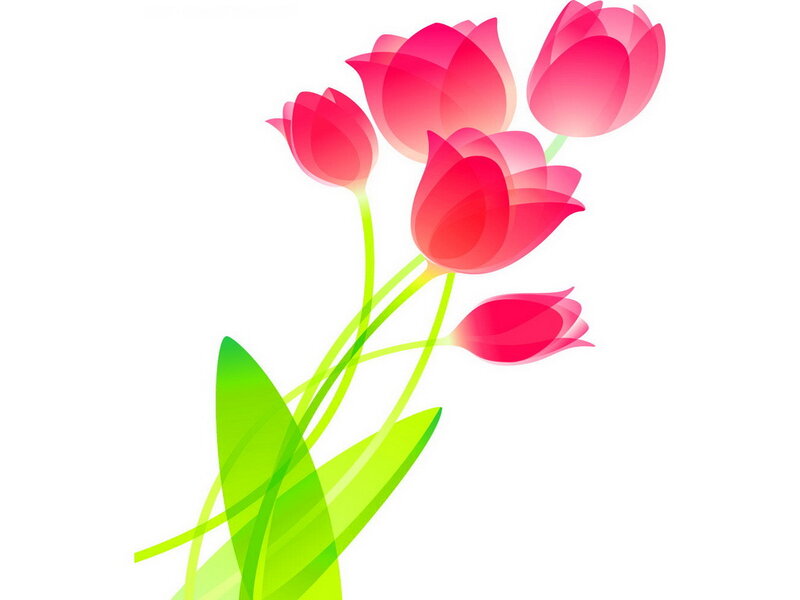 Pink Tulip Bouquet — Calm, Vector Art
