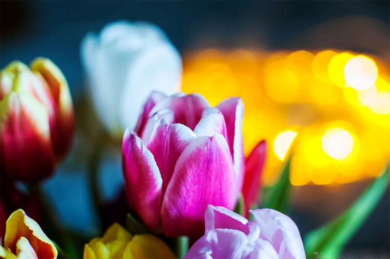 Pink Tulip Bouquet — Dramatic, Night