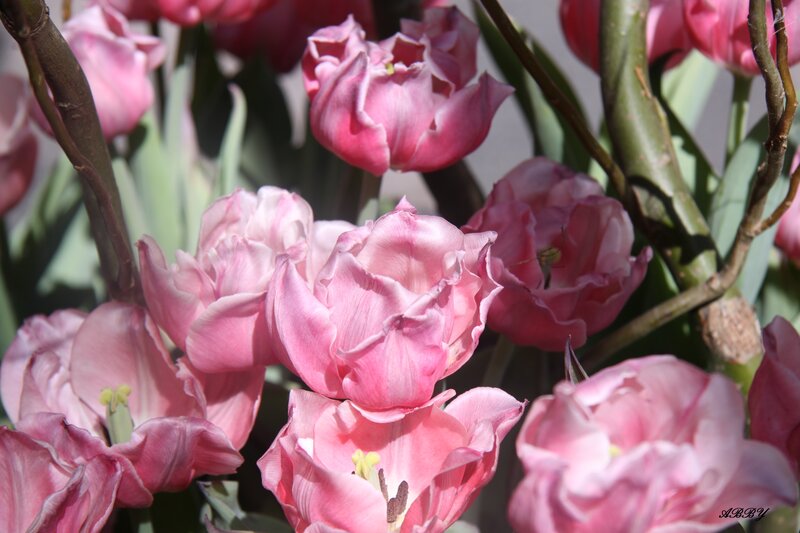 Pink Tulip Bouquet — Serene, Afternoon