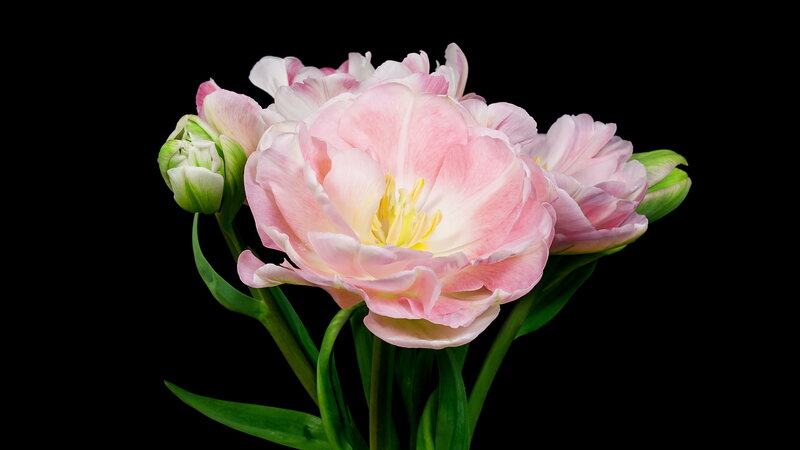 Pink Tulip Bouquet — Serene, Photograph, Buds