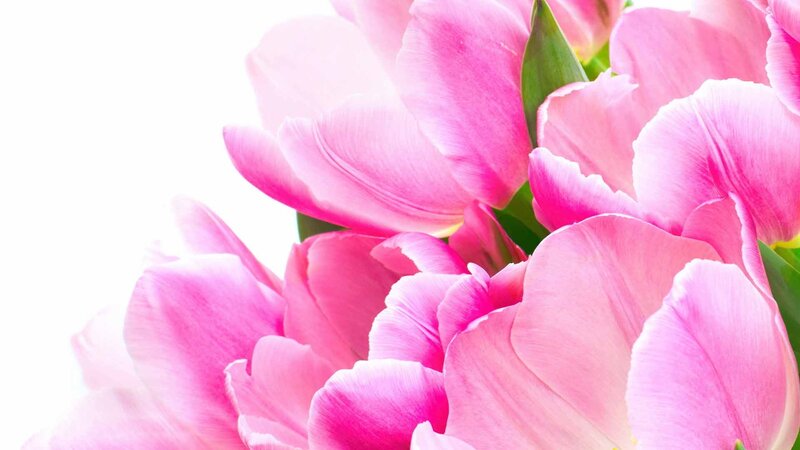 Pink Tulip Bouquet — Serene, Photograph, Green Leaves