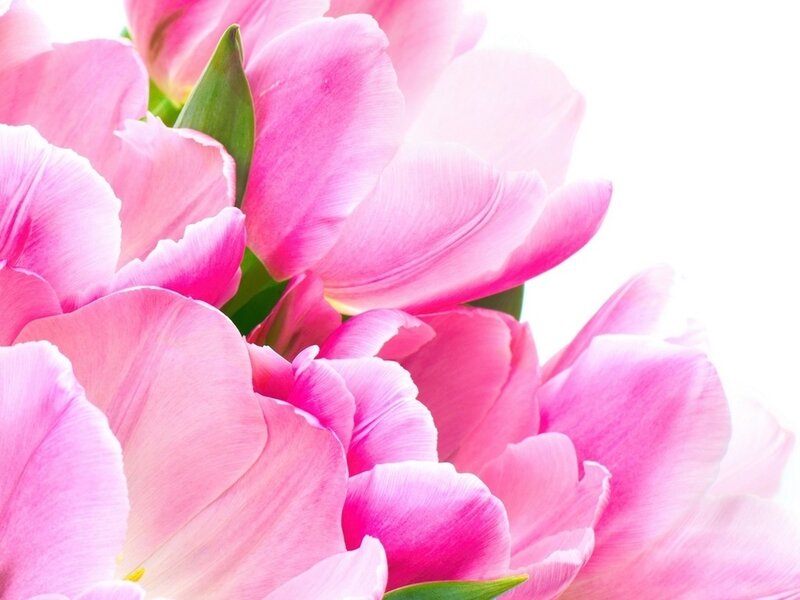 Pink Tulip Bouquet — Serene, Spring