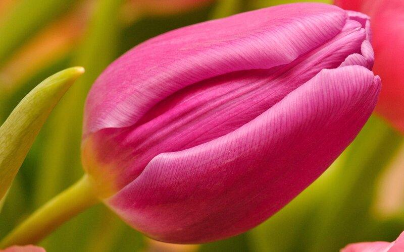 Pink Tulip Bud — Calm, Photograph, Green Stem