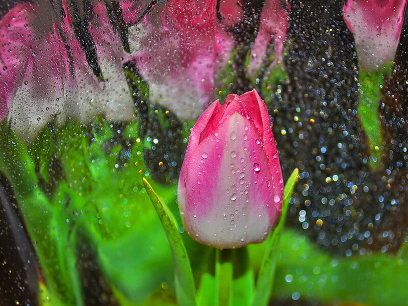 Pink Tulip Bud — Calm, Photograph