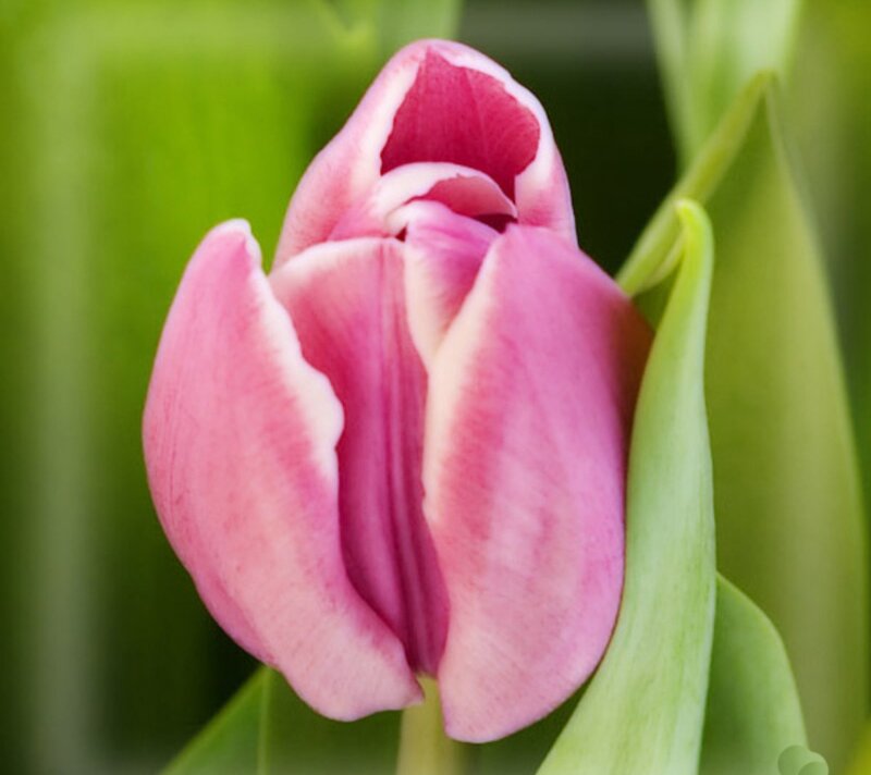 Pink Tulip Bud — Calm, Spring