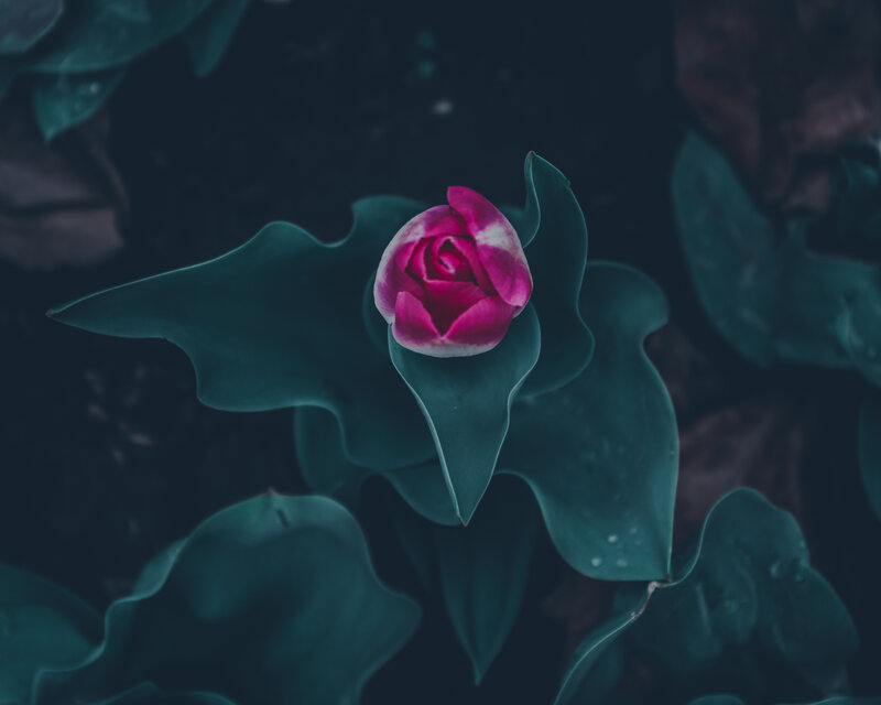 Pink Tulip Bud — Green, Serene