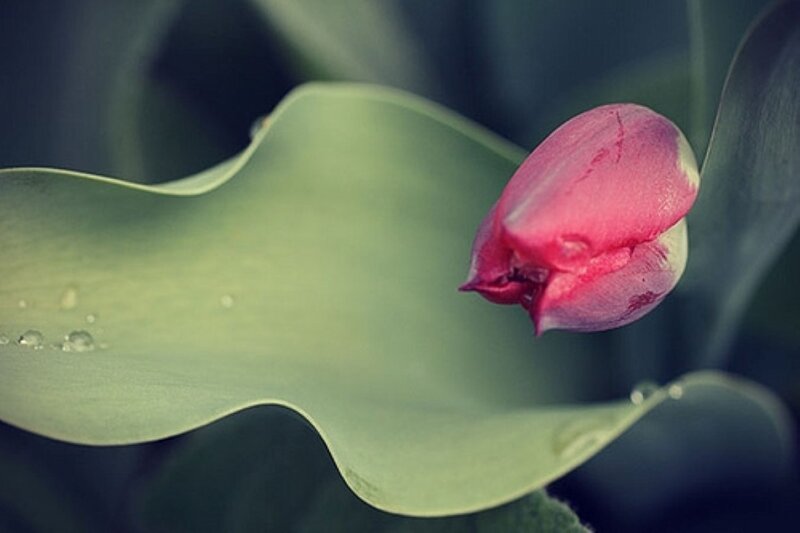 Pink Tulip Bud — Green
