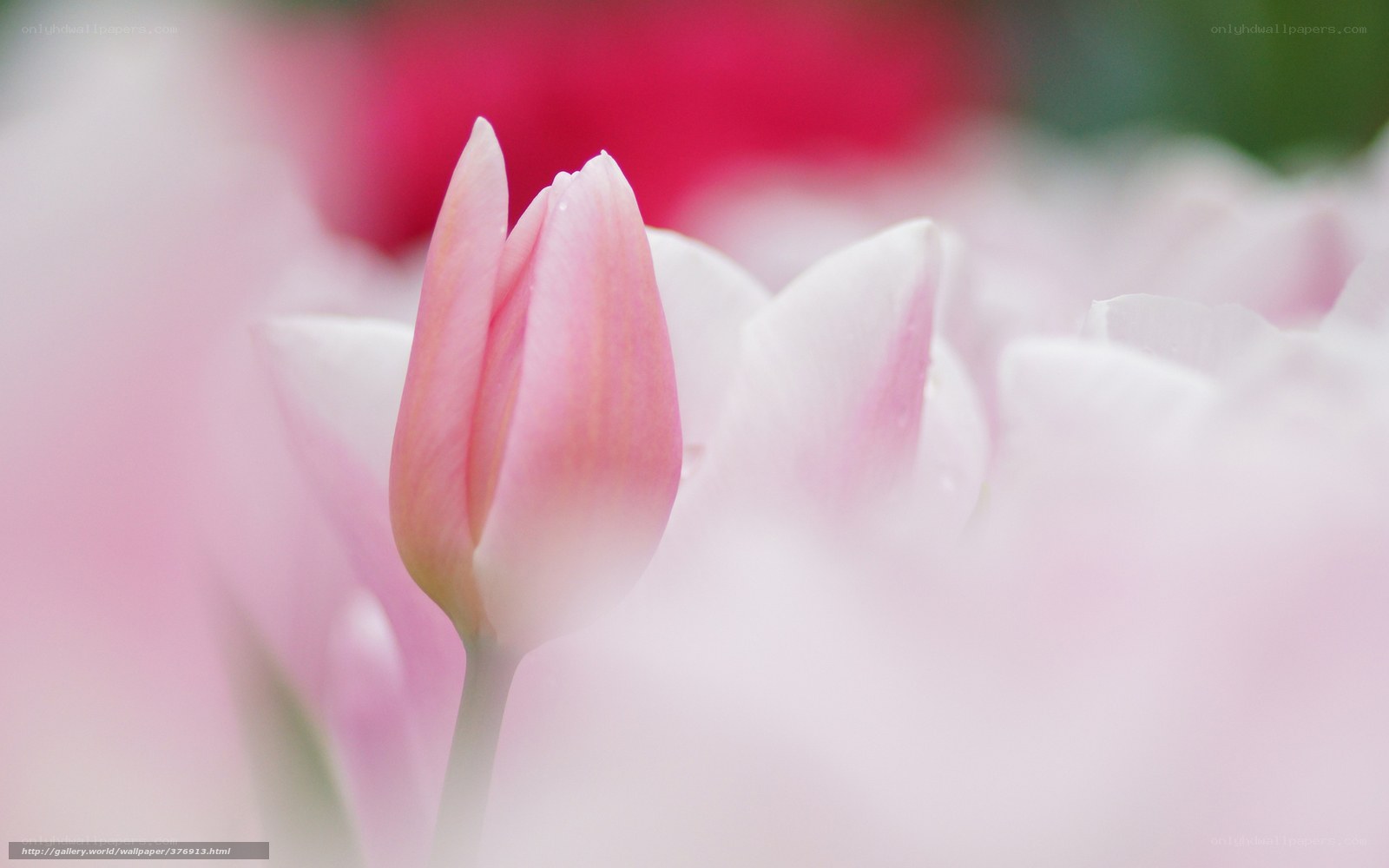 Pink tulip bud in soft focus