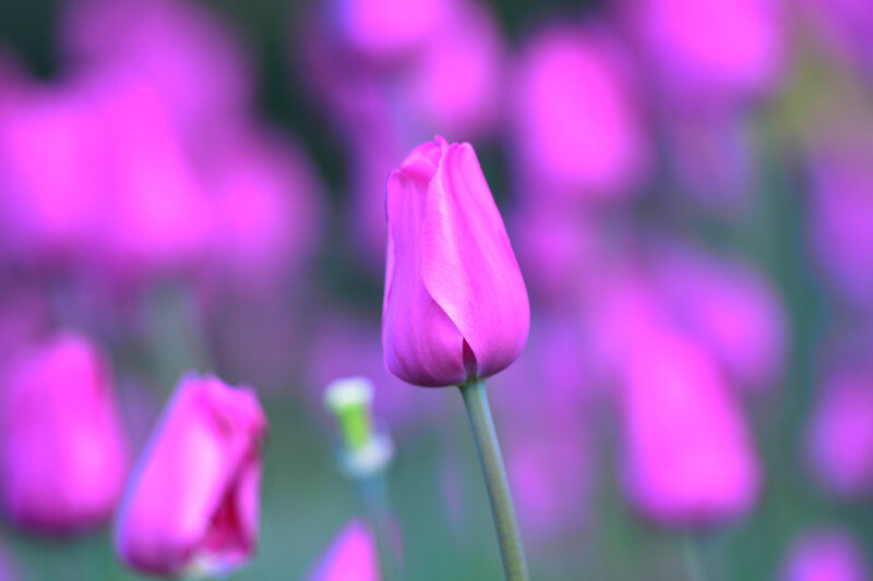 Pink Tulip Bud — Purple