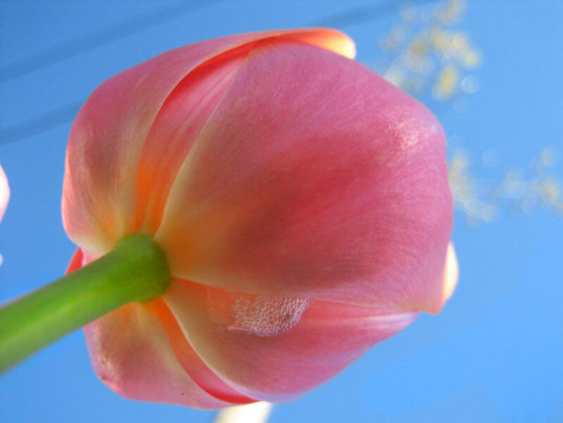 Pink Tulip Bud — Serene, Afternoon