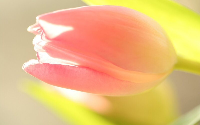 Pink Tulip Bud — Serene, Morning