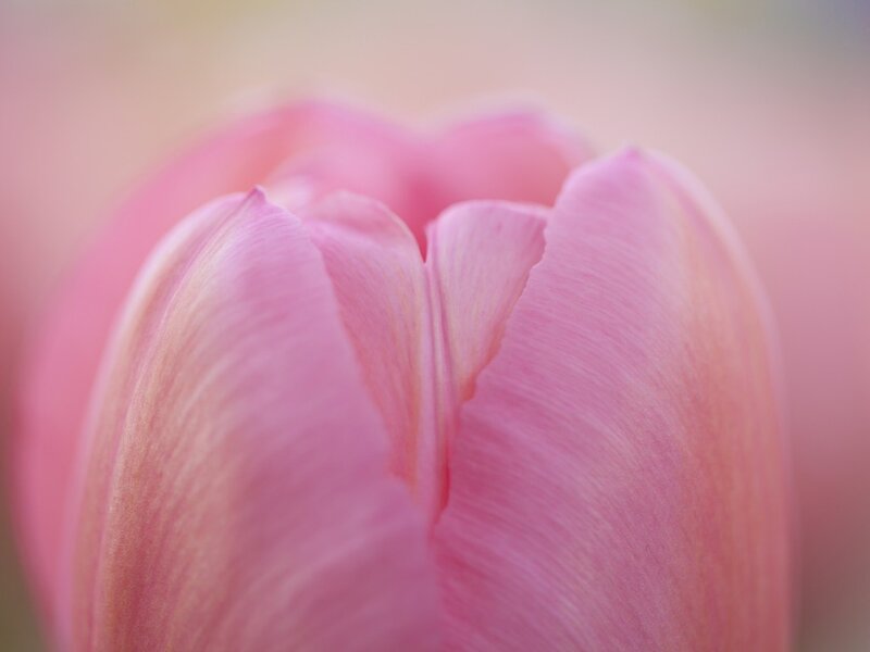 Pink Tulip Bud — Serene, Photograph, Flower