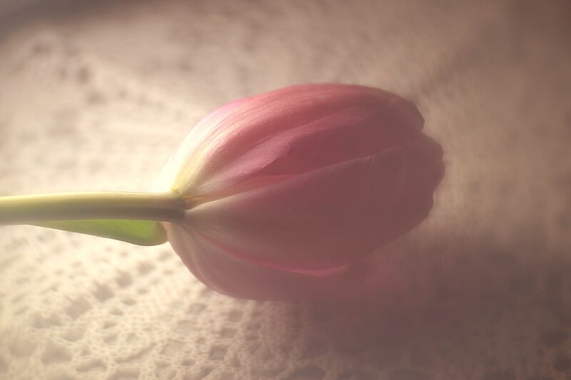 Pink Tulip Bud — Serene, Photograph