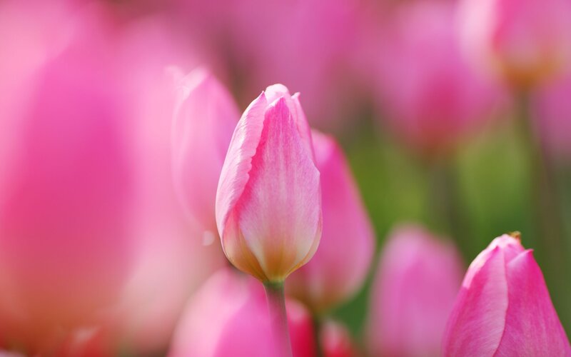 Pink Tulip Bud — Serene, Spring, Photograph, Flower