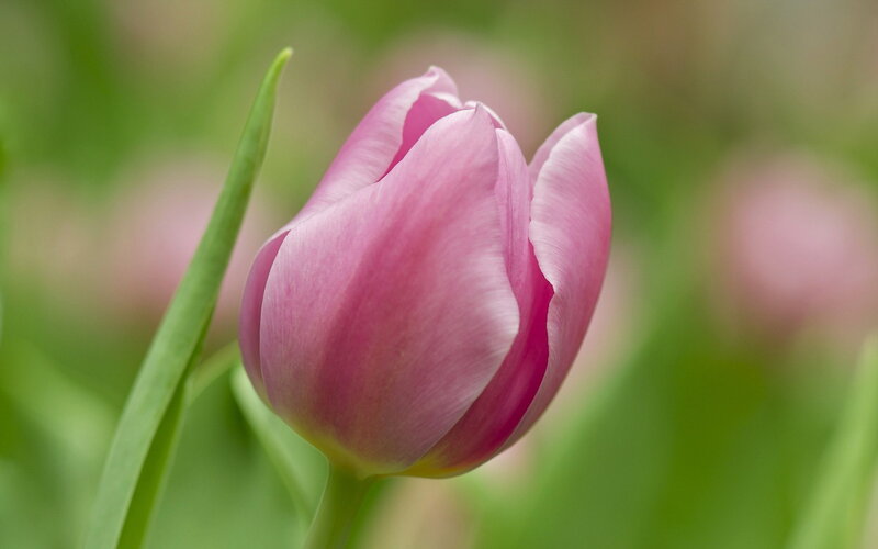 Pink Tulip Bud — Serene, Spring, Photograph, Green Leaf, Blurred Background