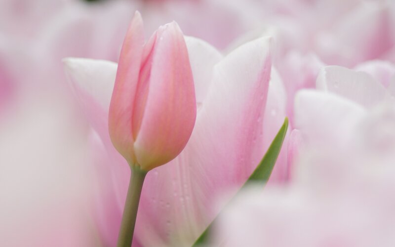 Pink Tulip Bud — Serene, Spring, Photograph, Green Leaf