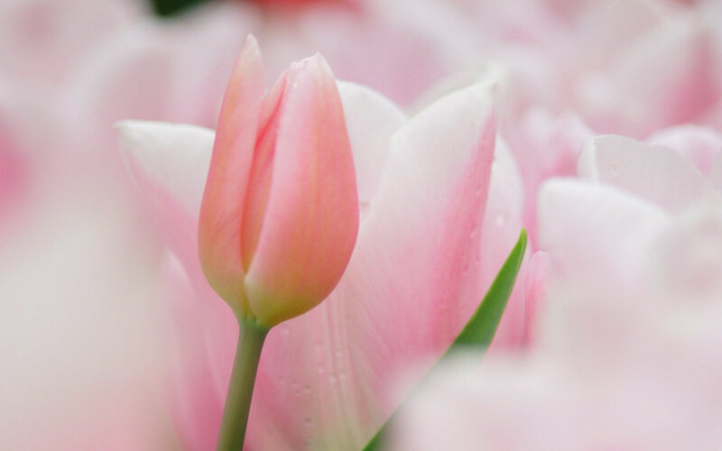 Pink Tulip Bud — Serene, Spring, Photograph, Petal