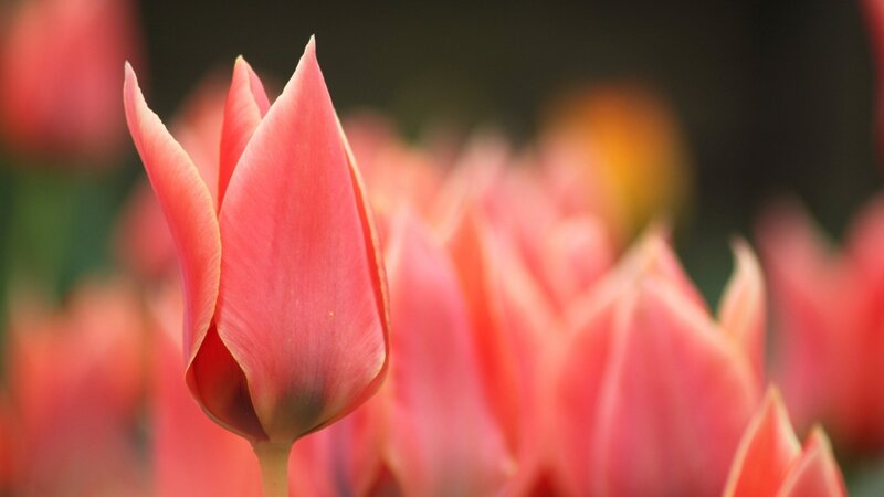 Pink Tulip Bud — Serene, Spring, Photograph