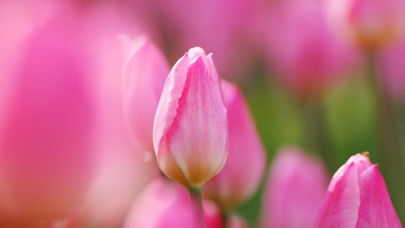 Pink Tulip Bud — Serene, Spring, Photograph, Tulips, Bloom