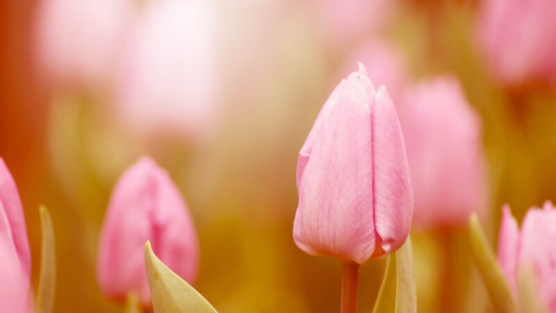 Pink Tulip Bud — Serene, Spring, Photograph, Tulips, Buds