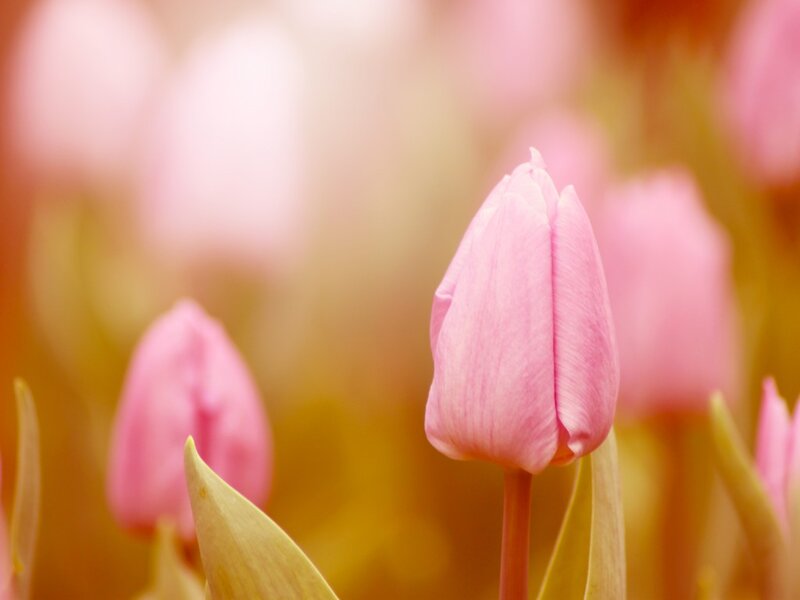 Pink Tulip Bud — Serene, Spring, Photograph, Tulips, Leaves, Field