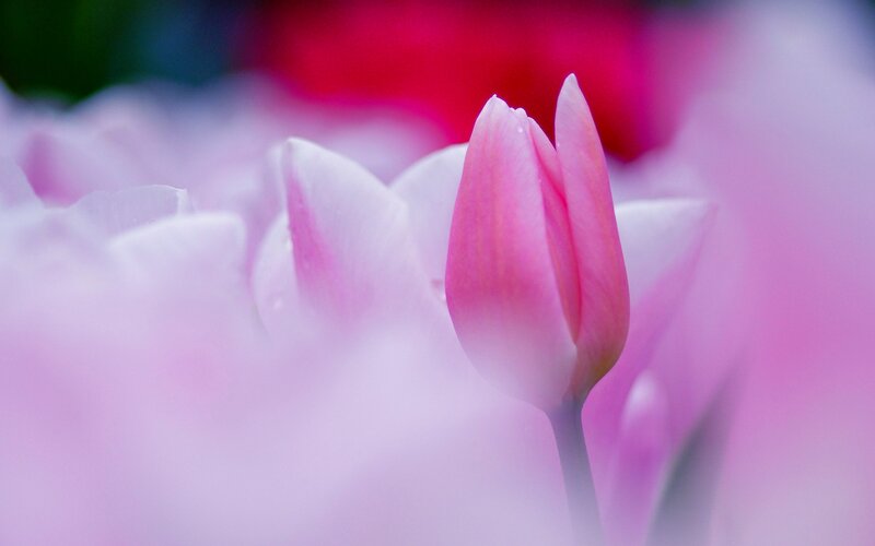 Pink Tulip Bud — Serene, Spring, Photograph, Tulips