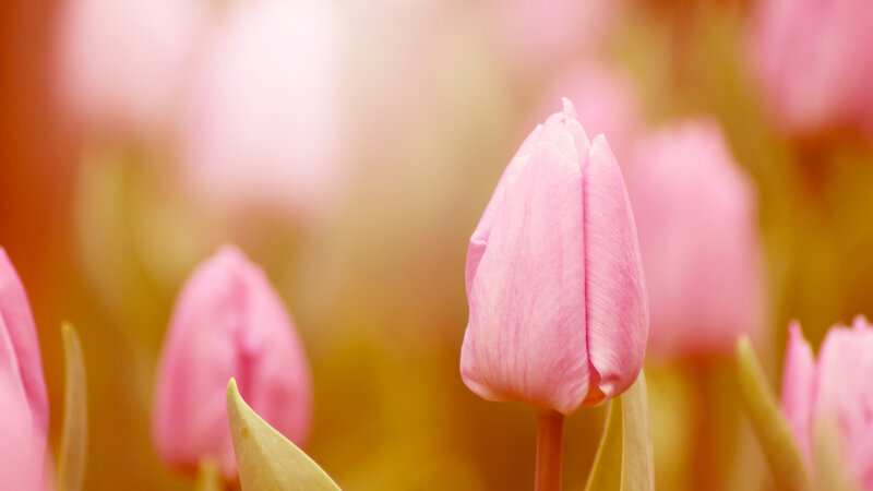 Pink Tulip Bud — Serene, Spring
