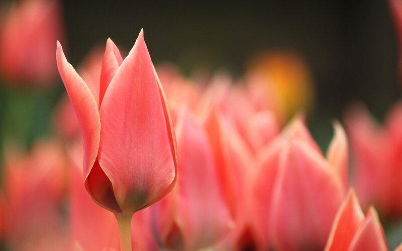 Pink Tulip Bud — Serene