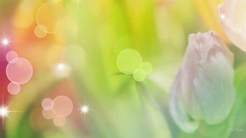 Pink Tulip Bud