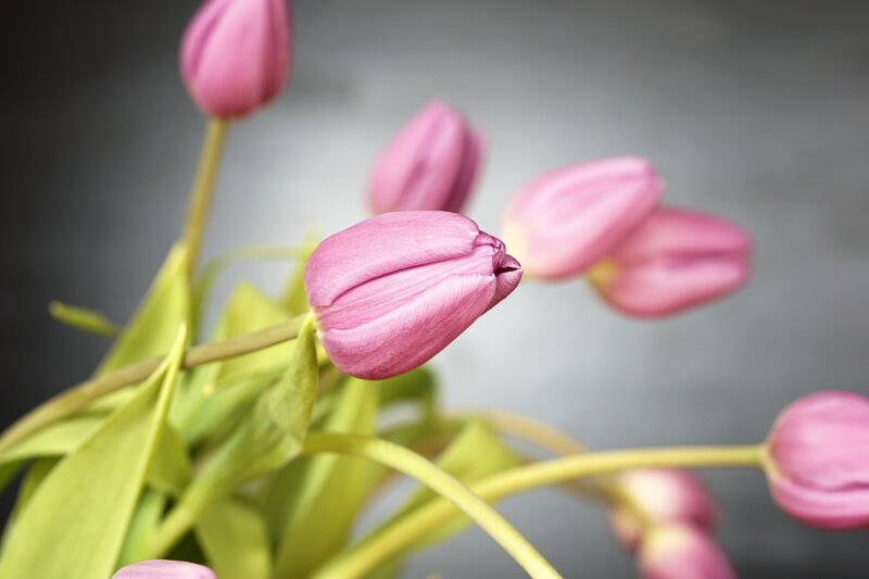 Pink Tulip Buds — Calm, Photograph
