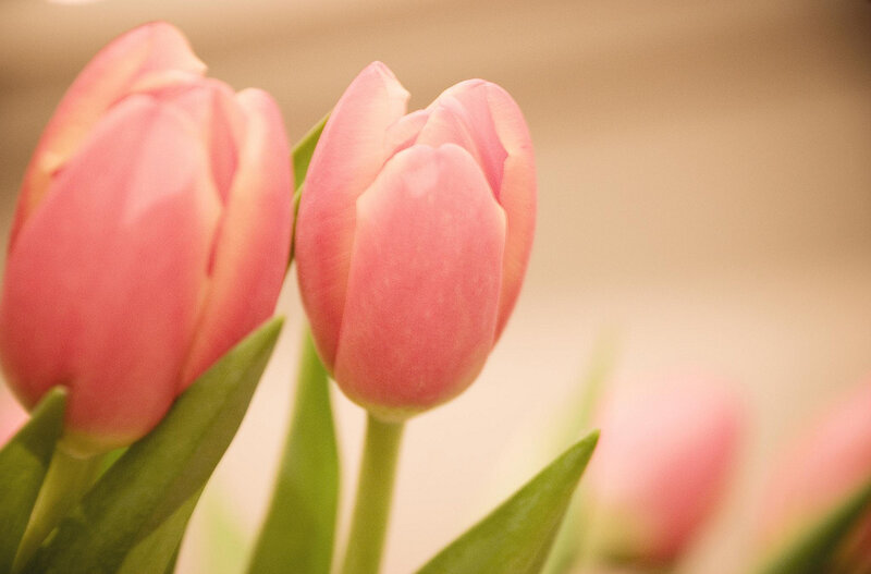 Pink Tulip Buds — Calm