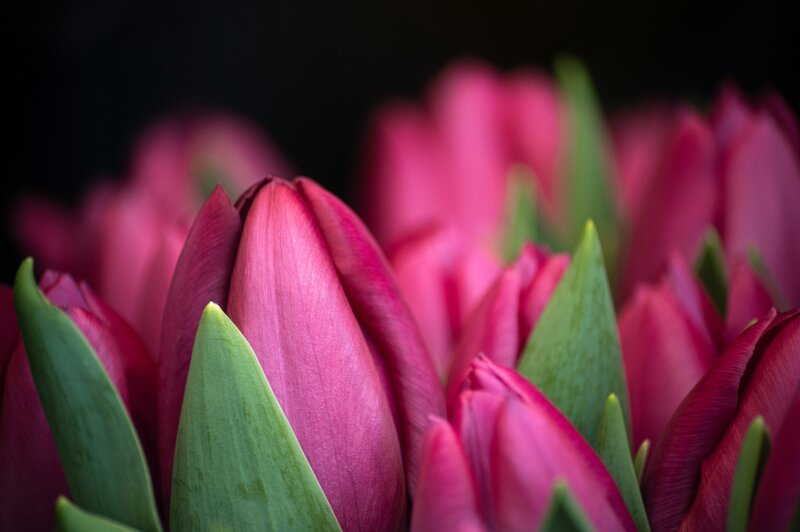 Pink Tulip Buds — Dramatic
