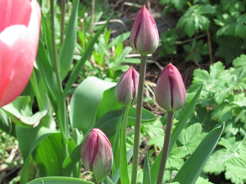 Pink tulip buds in garden