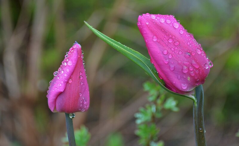 Pink Tulip Buds — Serene, Morning