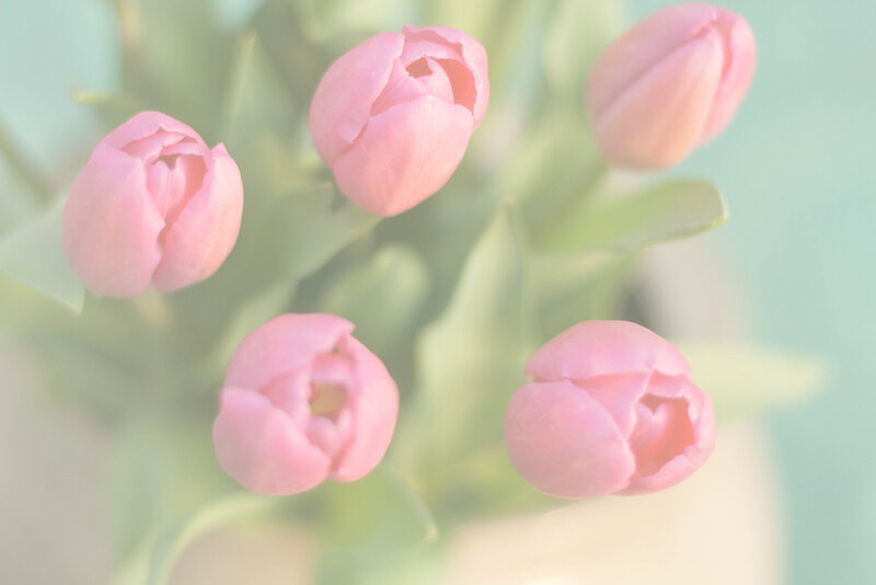 Pink Tulip Buds — Serene, Photograph, Leaves