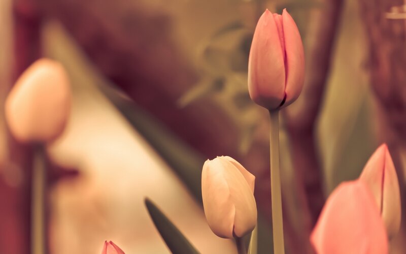 Pink Tulip Buds — Serene, Photograph, Stems