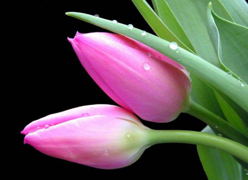 Pink Tulip Buds — Serene, Photograph