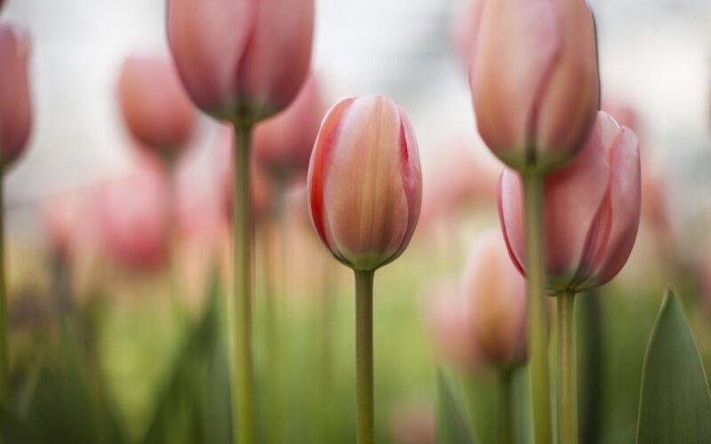 Pink Tulip Buds — Serene, Spring, Photograph, Stems, Leaves
