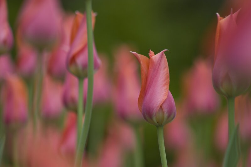Pink Tulip Buds — Serene, Spring, Photograph, Stems