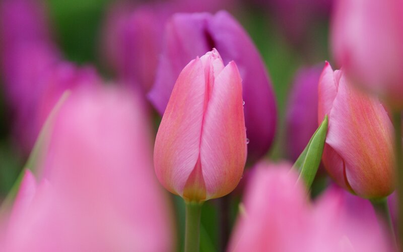 Pink Tulip Buds — Serene, Spring, Photograph