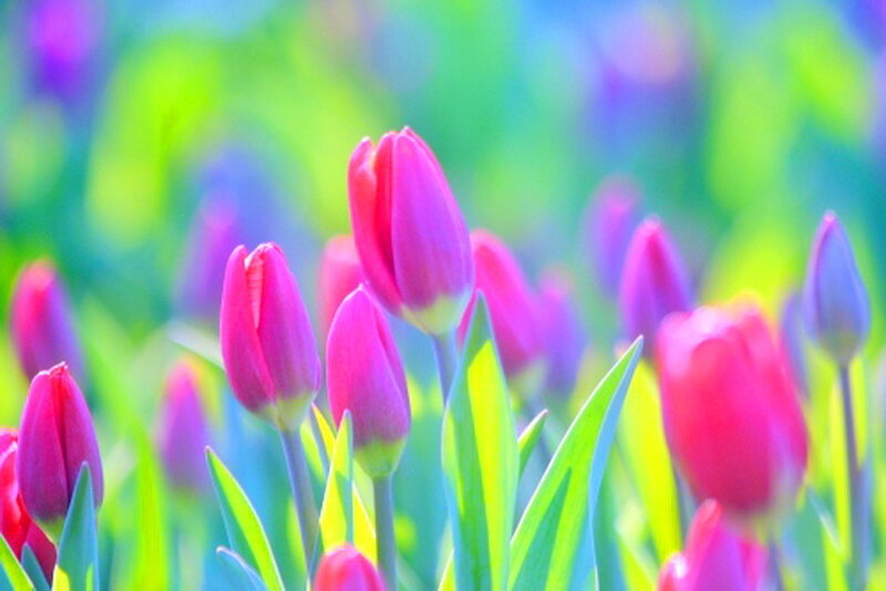 Pink Tulip Buds — Serene, Spring