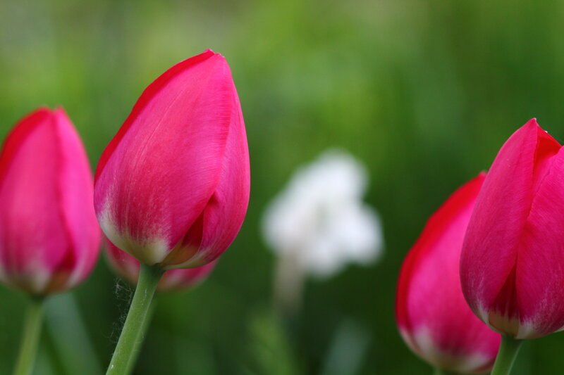 Pink Tulip Buds