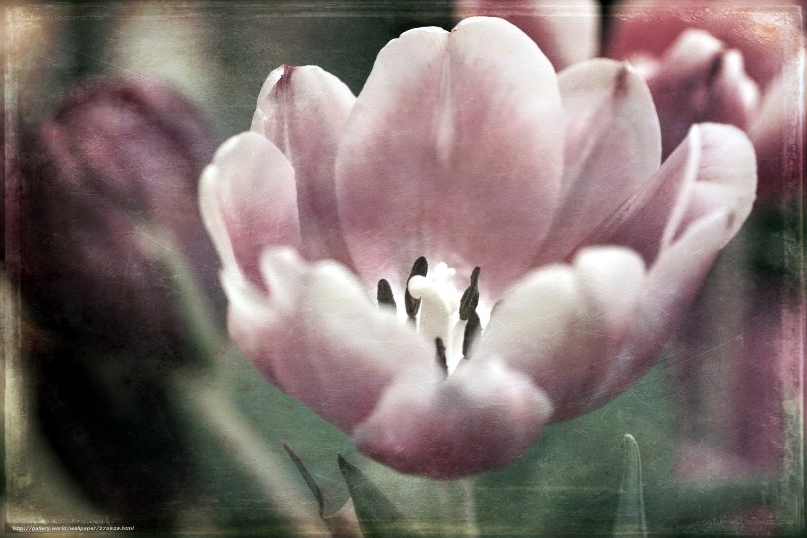 pink tulip close-up