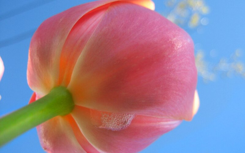 pink tulip close-up