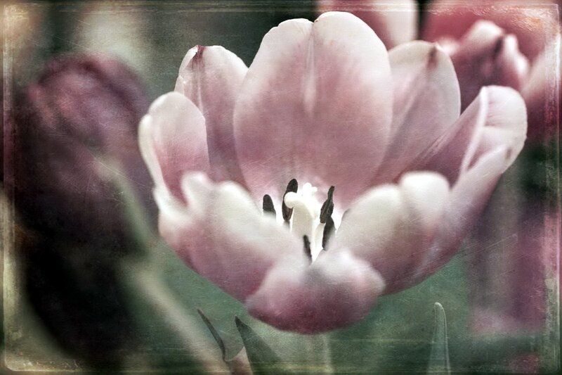 pink tulip close-up